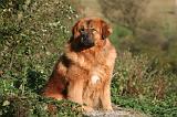DOGUE DU TIBET 600